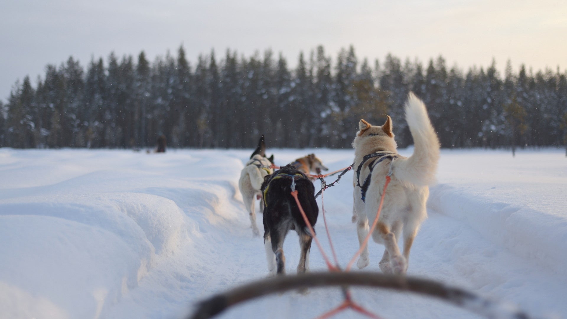 First months of VetaPet Sweden